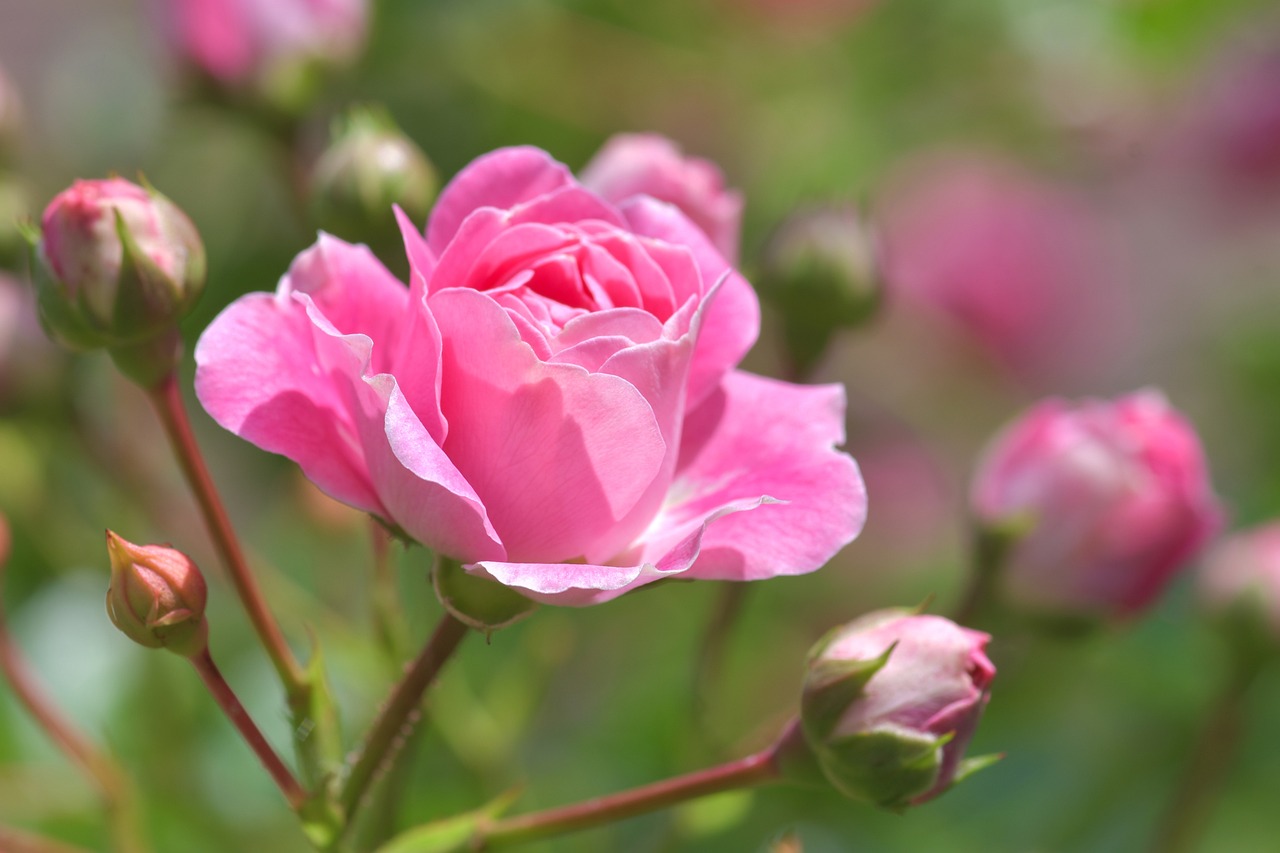 Tending to a Rose Garden: Secrets of Success